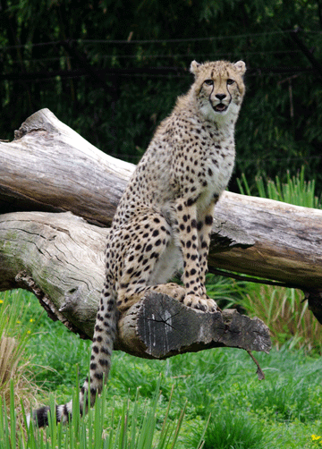 cheetah